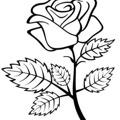 Rosas Desenhos para colorir