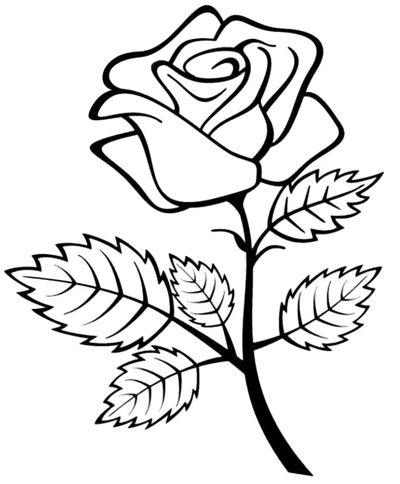 Rosa da Bela para colorir, com pétalas curvadas e folhas serrilhadas.