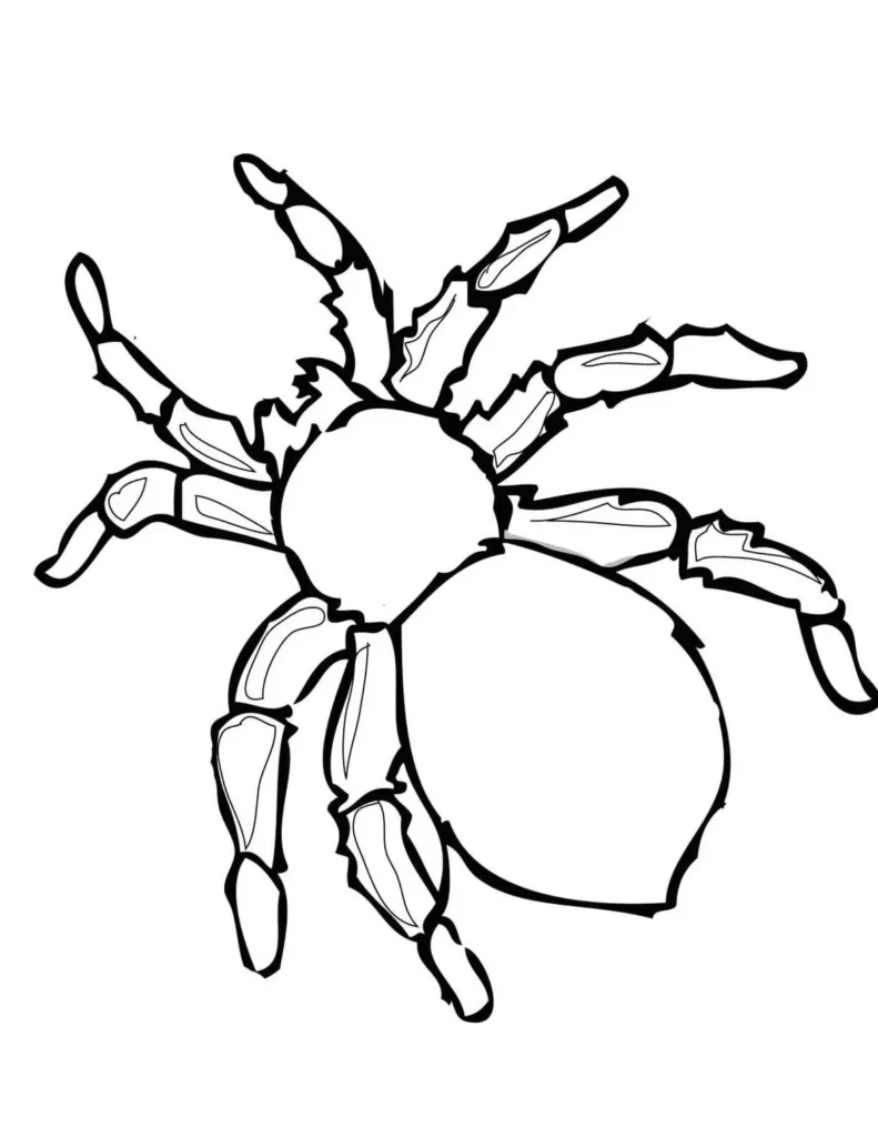 Desenhos de Aranhas para pintar Caranguejeira Aranha Caranguejeira para colorir: desenho com corpo segmentado e oito patas.