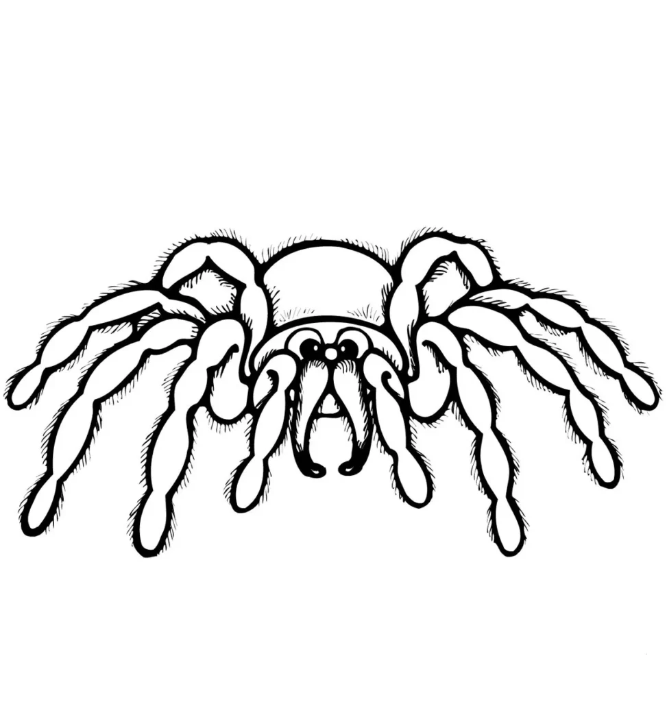 Desenhos de Aranhas para pintar Muitos Pelos Aranha peluda para colorir: Desenho divertido com muitos pelos e oito patas.
