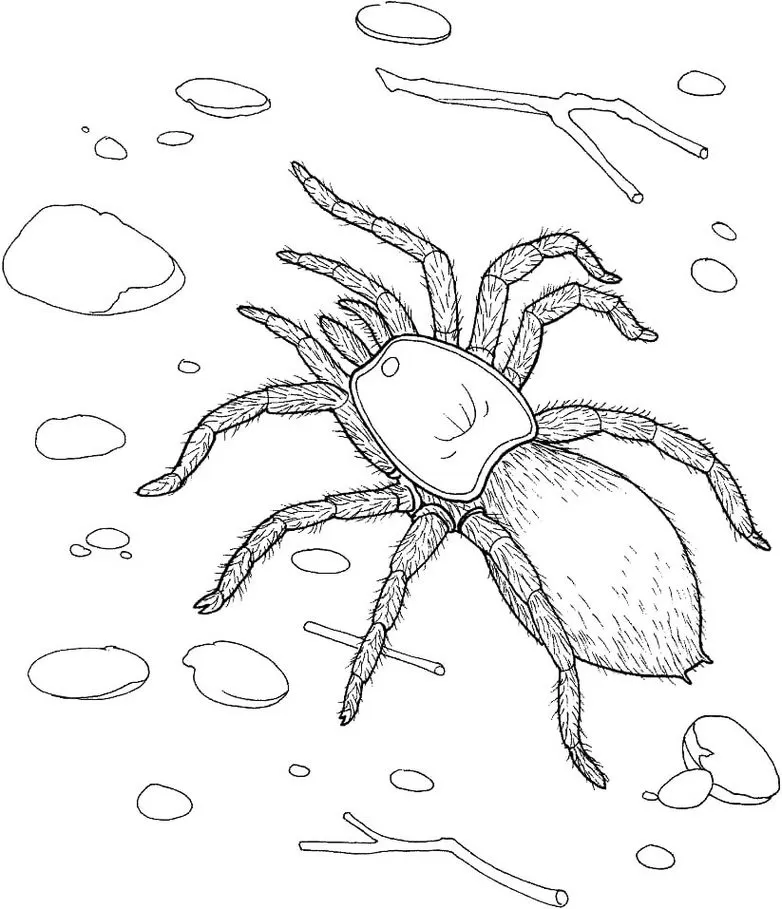 Desenhos de Aranhas para pintar Perigosa Aranha peluda com oito patas em ambiente natural para colorir.