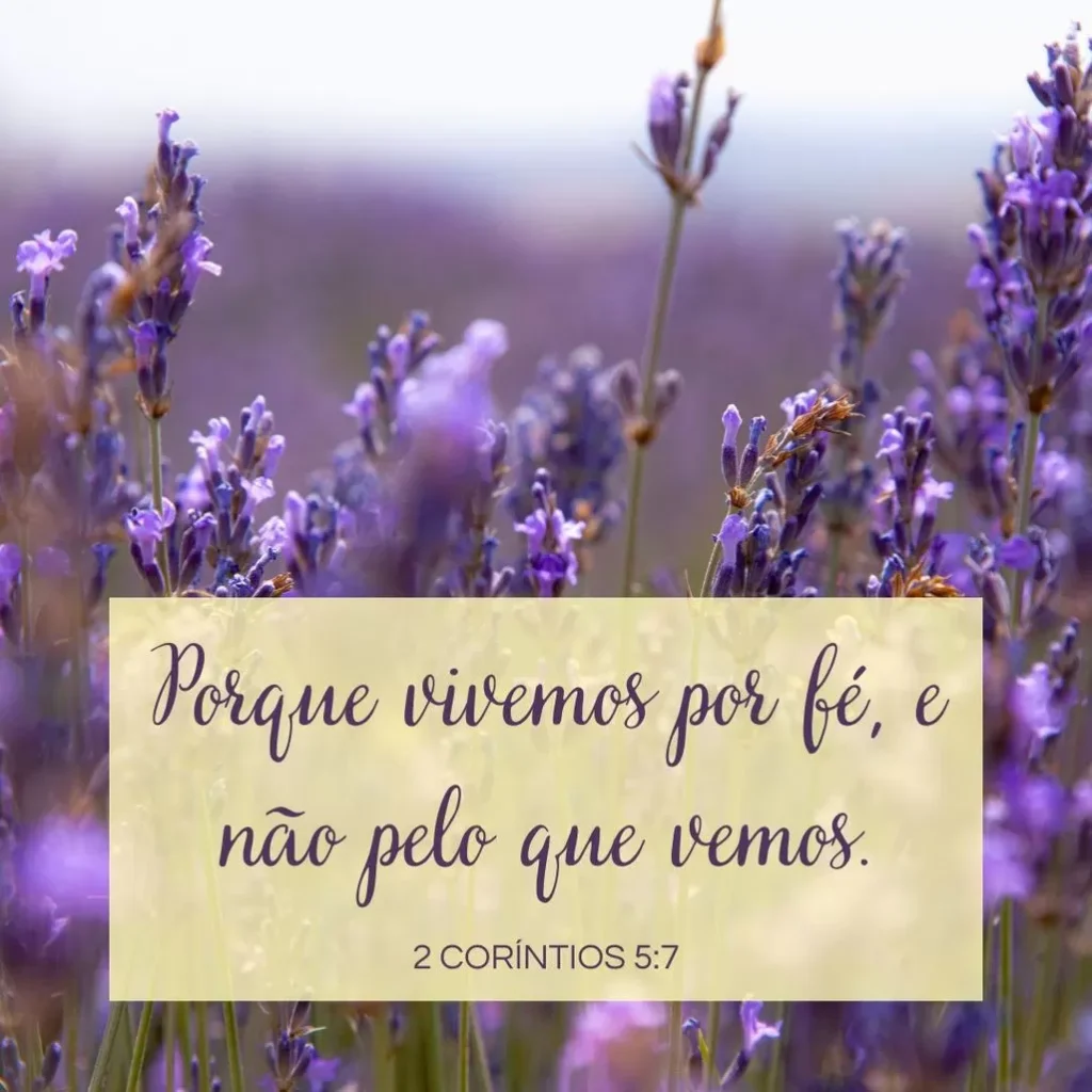 Campo de lavanda roxa com mensagem bíblica inspiradora: 'Vivemos por fé, não pelo que vemos' (2 Coríntios 5:7)